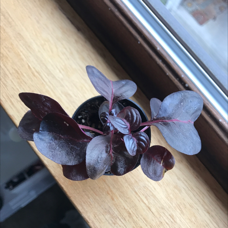 Close-up of a healthy Herbst's Bloodleaf plant with vibrant dark purple and reddish iridescent leaves, well-framed against a light background.