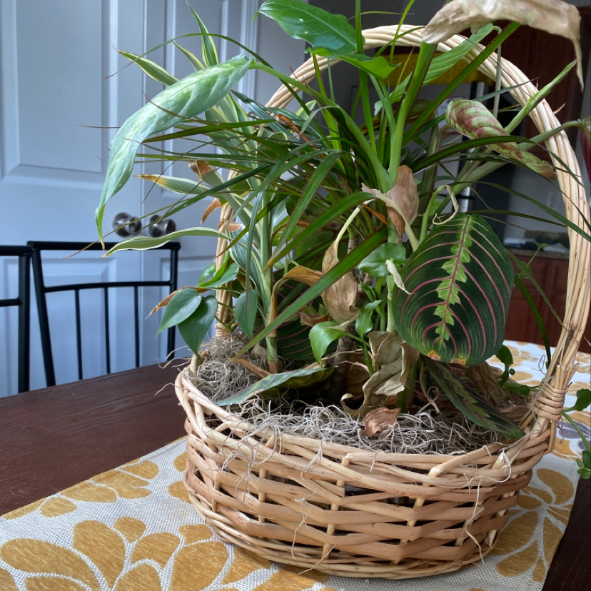 Photo of the plant species Golddust by Jazmin named aristotle on Greg, the plant care app