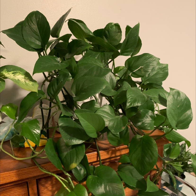 Plant care for Monstera Peru on Greg, the plant care app