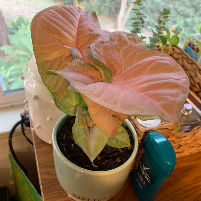 Healthy pink and green Arrowhead Plant in white ceramic pot next to teal watering can on wooden surface.