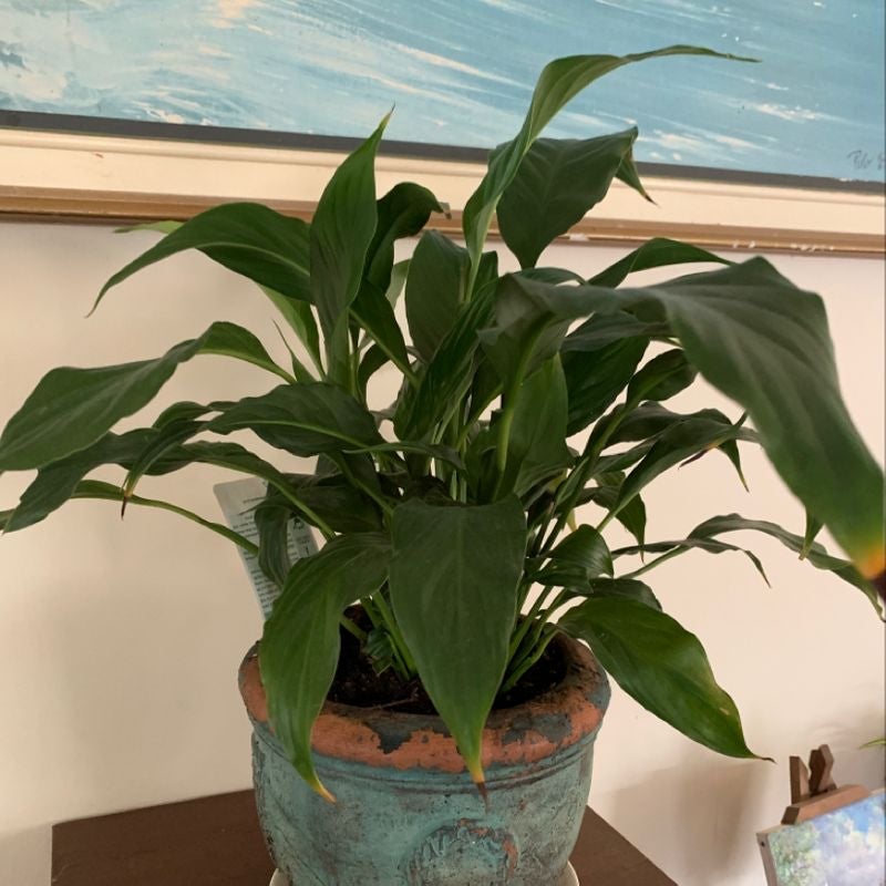 A thriving green Peace Lily plant with vibrant pointed leaves in a teal ceramic pot, situated indoors near a window.