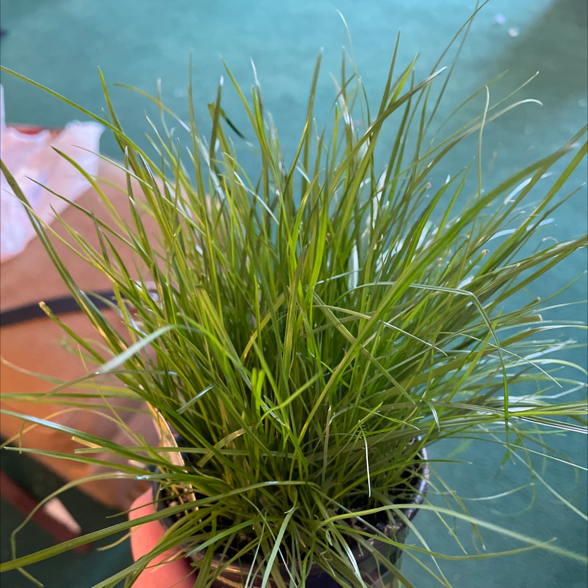 Healthy Orchard Grass plant with vibrant green leaves held by a hand.