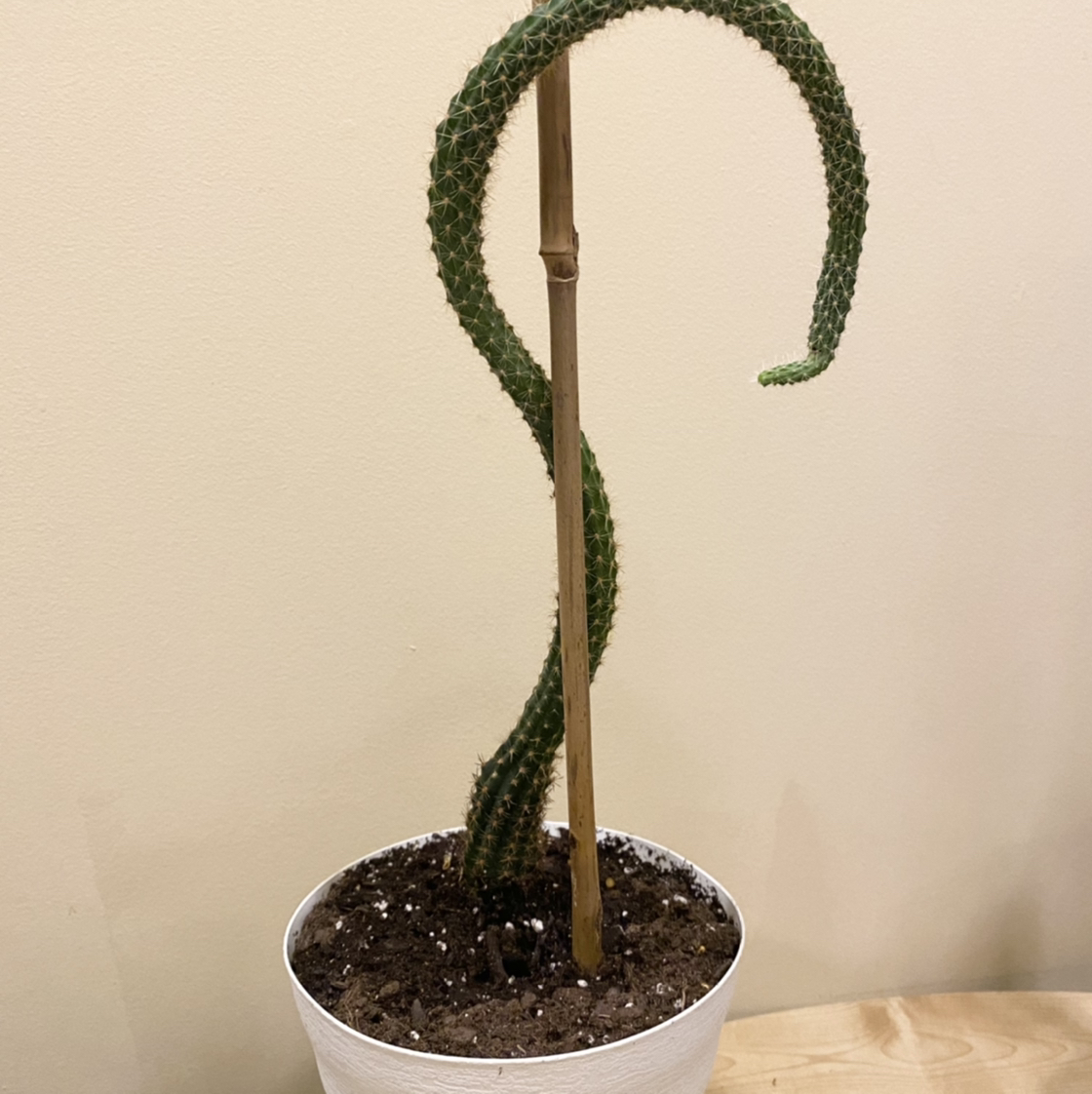 Rat Tail Cactus in a white pot with visible soil and a supporting stake.
