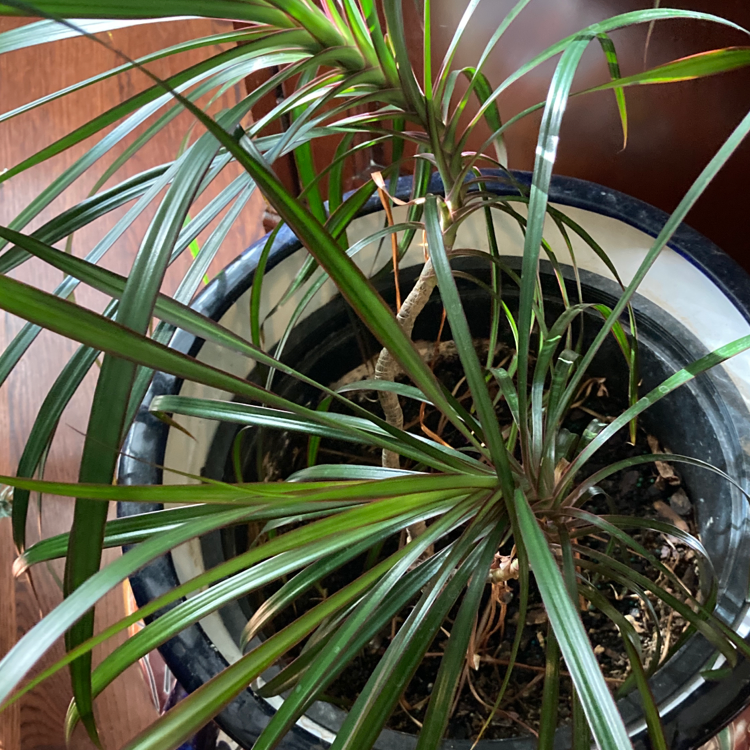 Healthy, thriving potted Song of India plant with vibrant green and yellow striped leaves, indoors near a window.