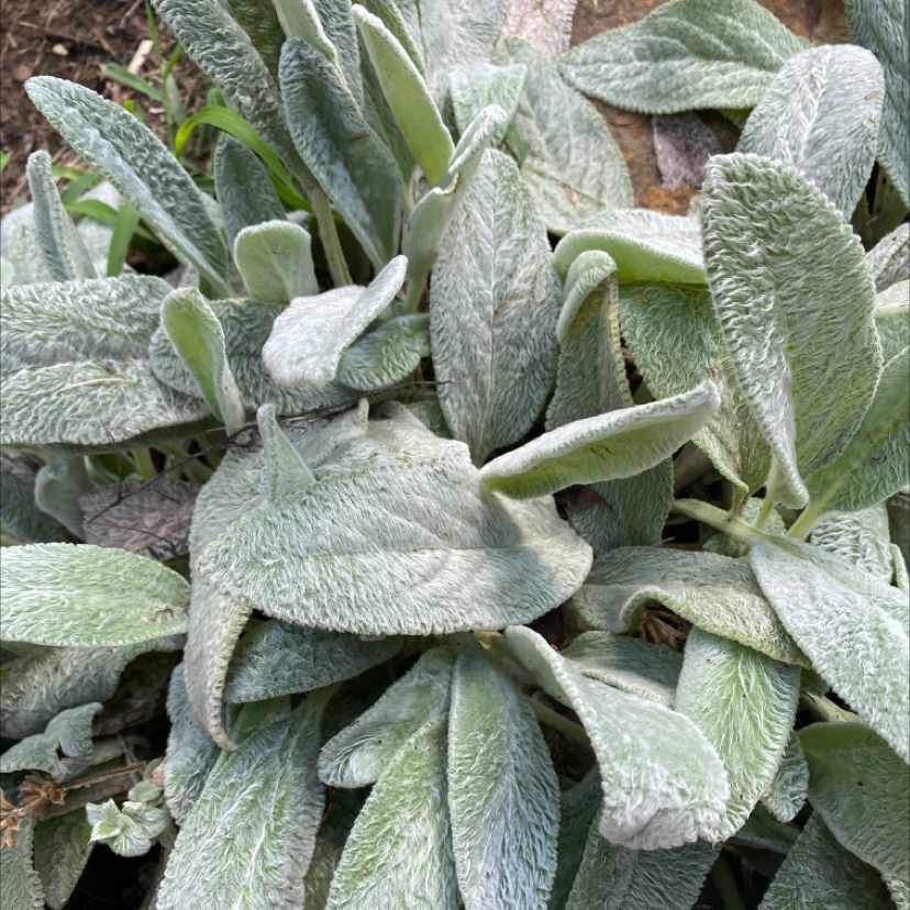 Lamb's Ear plant with soft, fuzzy leaves, appearing healthy.
