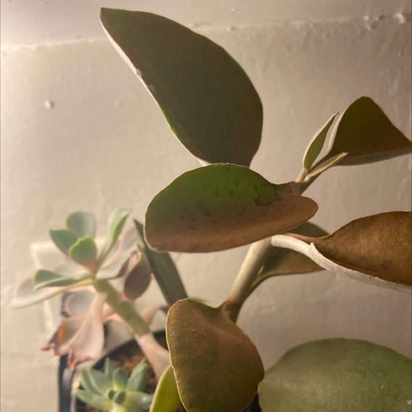 Copper Spoons plant with thick, spoon-shaped leaves, some showing browning and black spots. Another plant is visible in the background.