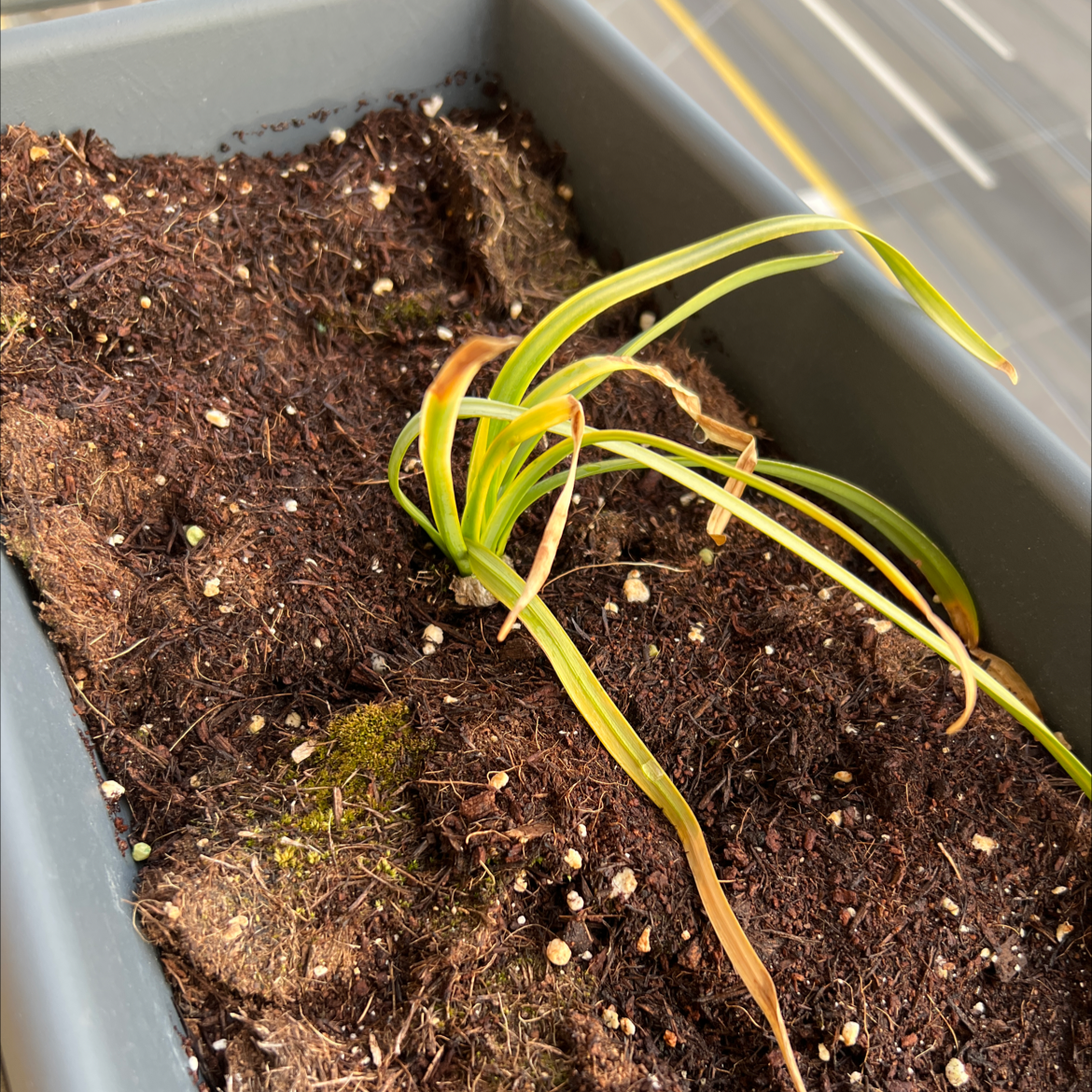 Potted Red Spider Lily with browning leaf tips and visible soil.