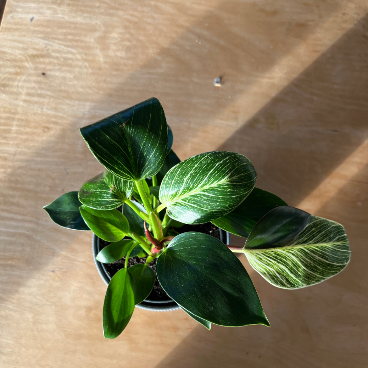 Philodendron Birkin plant with variegated leaves in a pot, well-framed and in focus.
