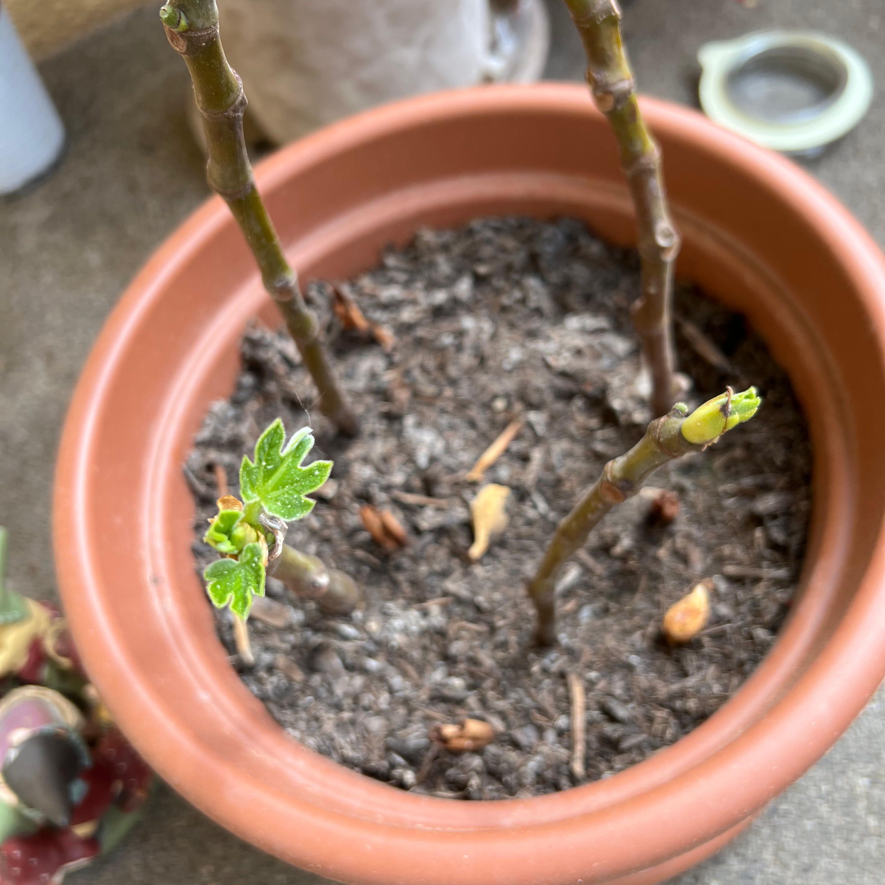 Potted Brown Turkey Fig plant with bare stems and emerging green leaves.