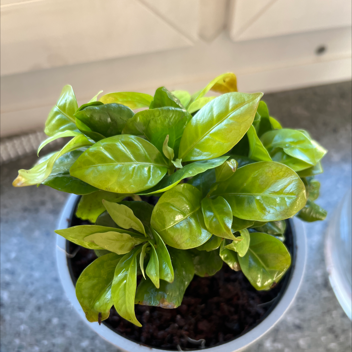 Healthy Arabian coffee plant with glossy dark green leaves in a small black plastic pot, soil visible.