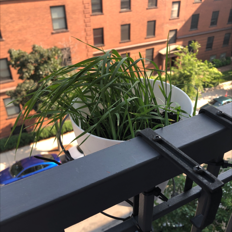 Potted Wheatgrass plant on a balcony railing with a building in the background.