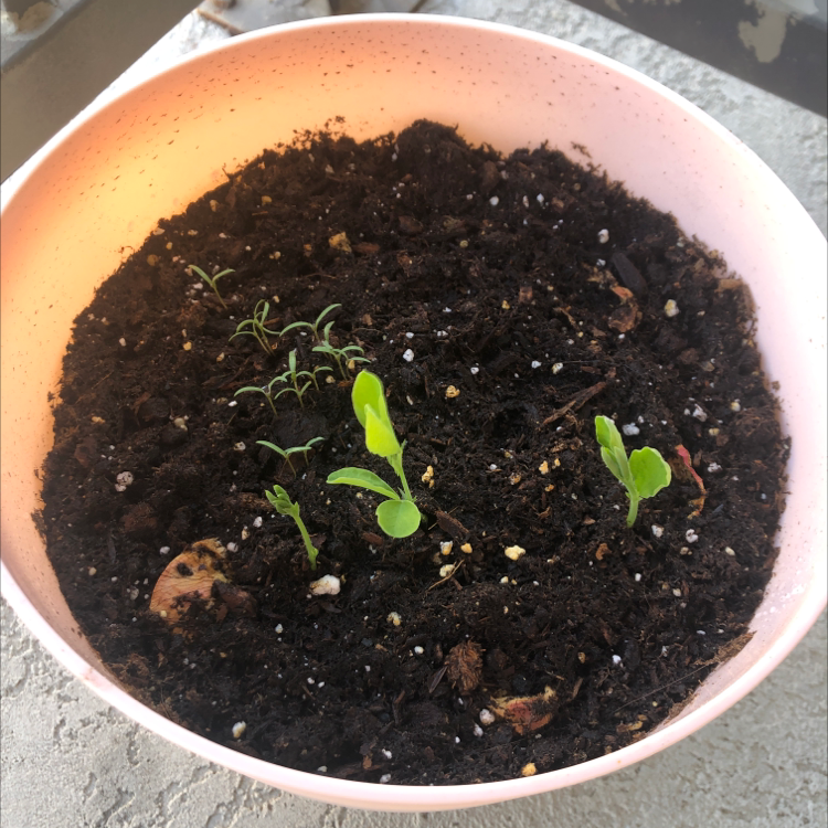 Photo of the plant species Broad-Leaved Sweet Pea by @Bretagnelasagne named The collective on Greg, the plant care app