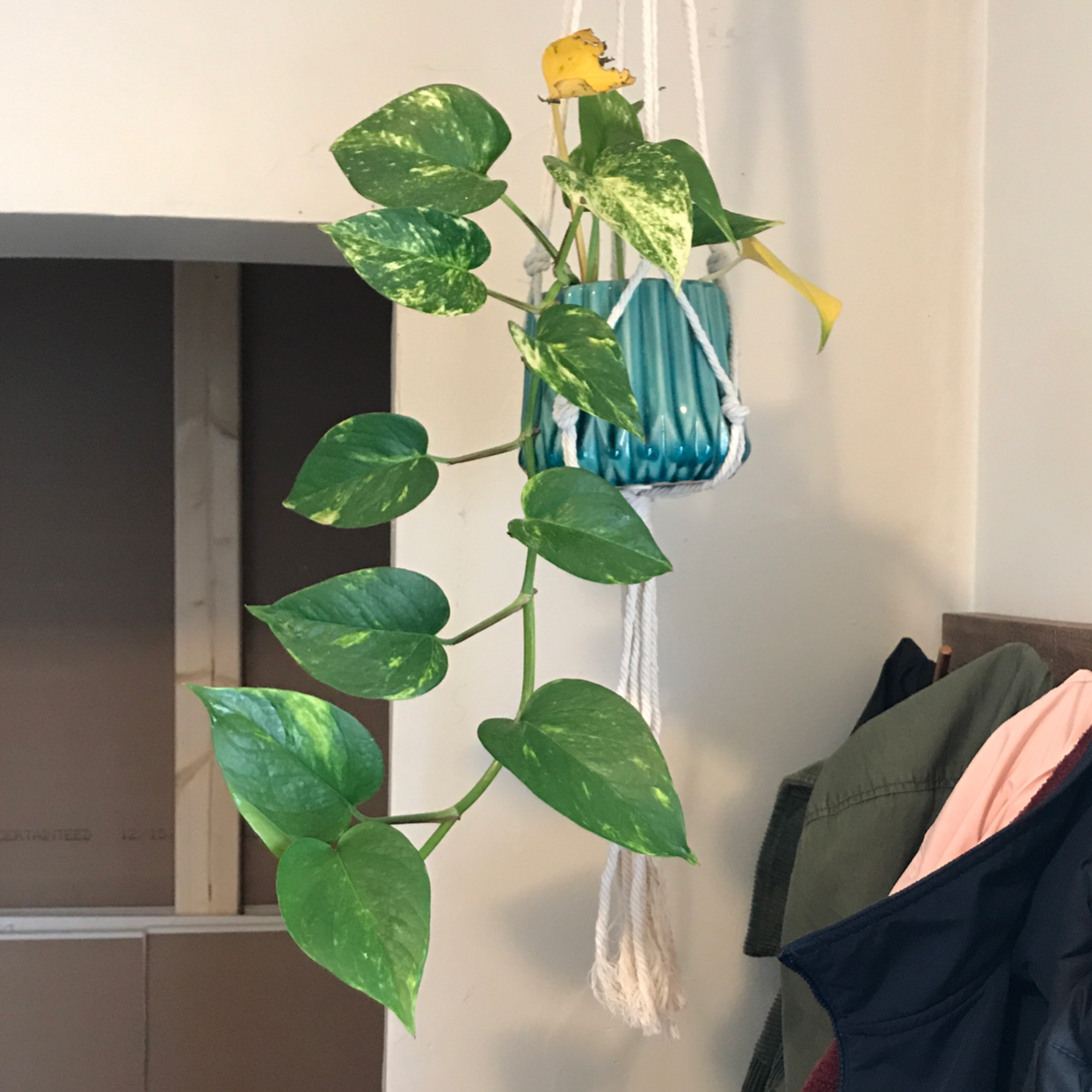 Taro Vine plant photo by Lauren named Percy on Greg, the plant care app.