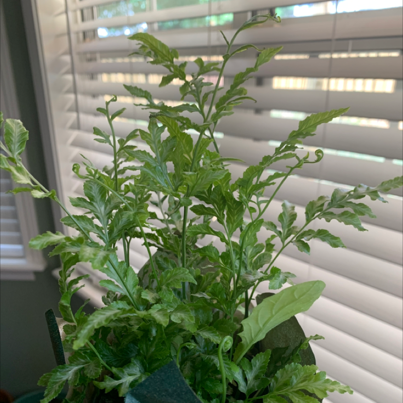 Photo of the plant species Brake Fern by @necro.man.cer named juniper on Greg, the plant care app