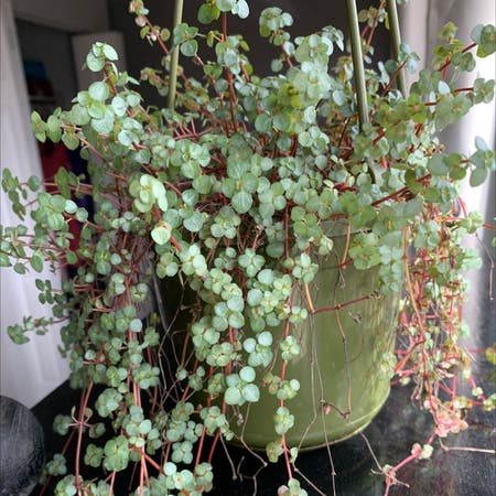 Photo of the plant species Large-leaved muehlenbeckia by Seda named Poo on Greg, the plant care app