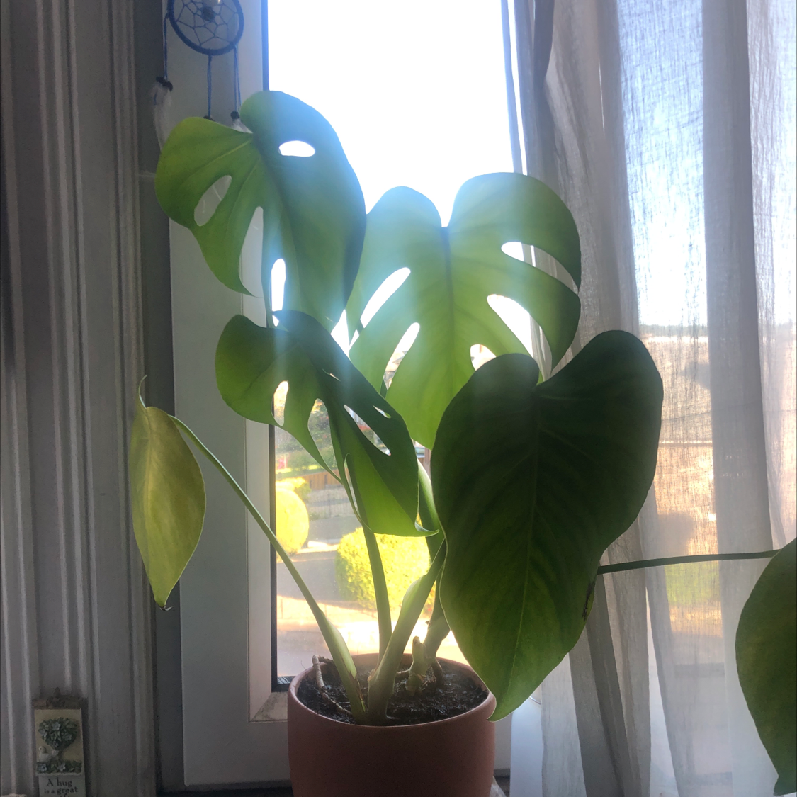 Monstera plant photo by Alicia named Benji on Greg, the plant care app.