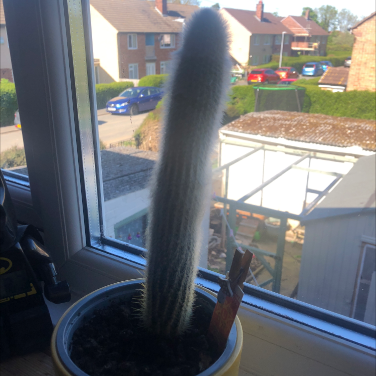 Peruvian Old Man Cactus plant photo by @Uwuuuv named Richard on Greg, the plant care app.