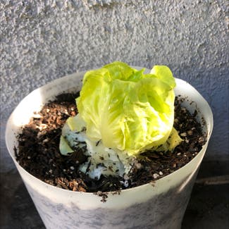Garden Lettuce plant in Somewhere on Earth
