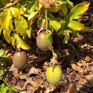 Passion Fruit plant in Somewhere on Earth