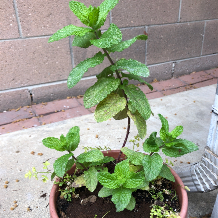 Apple Mint plant in a pot with some yellowing and browning leaves.