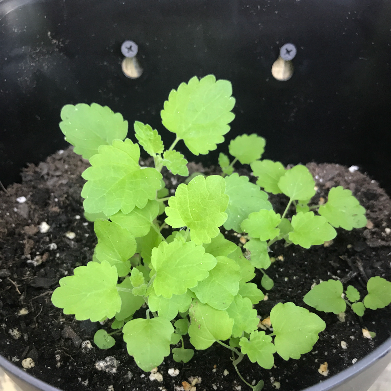Catnip plant photo by @FroggyPlants named Cat on Greg, the plant care app.
