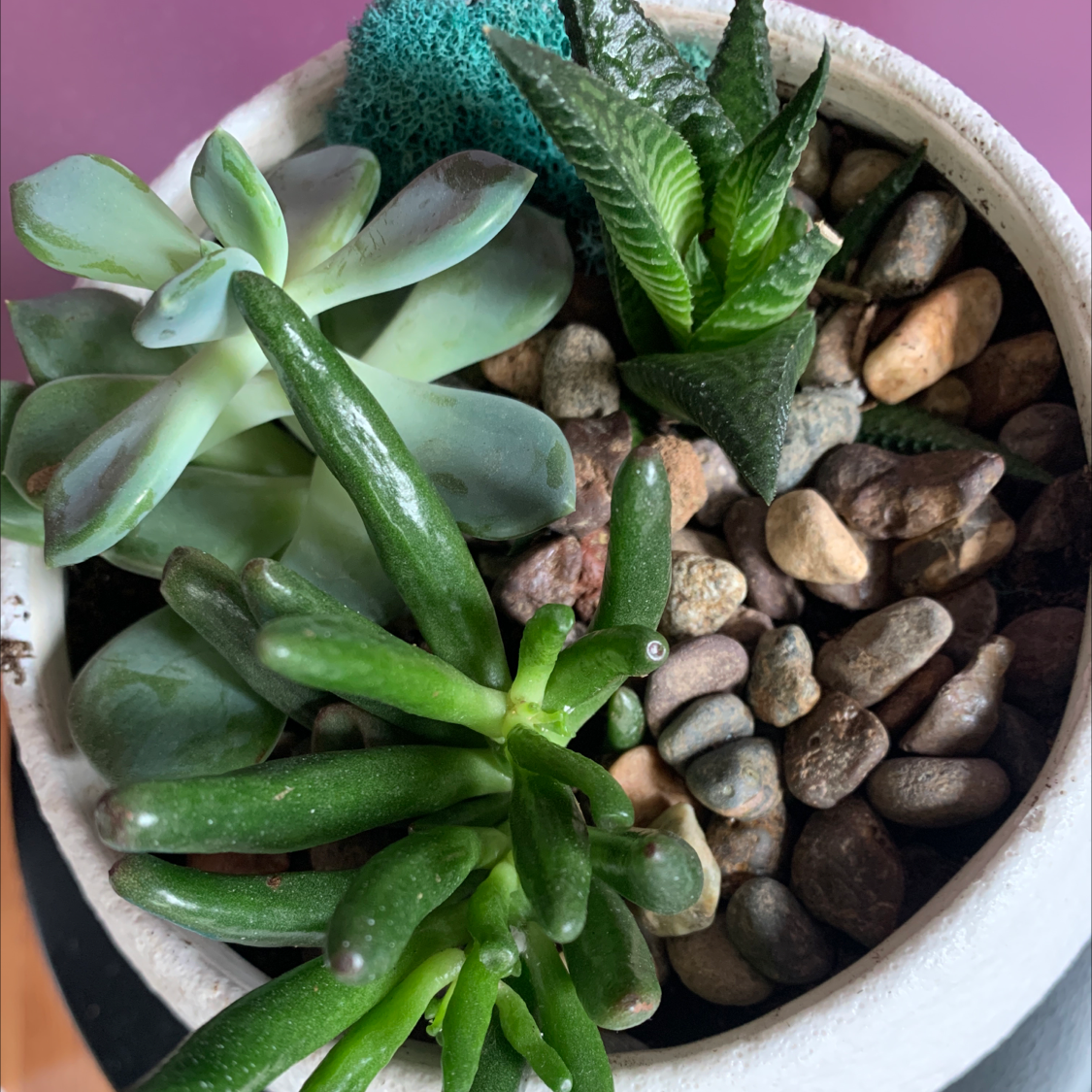 Potted arrangement with Pachyphytum 'Moon Silver' and other succulents, covered with decorative stones.