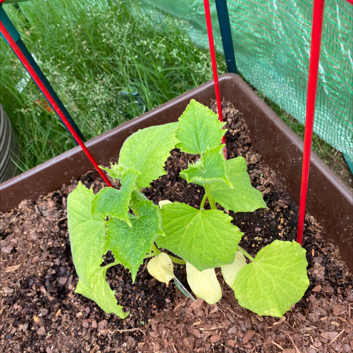 Cucumber plant in a container with visible soil and some yellowing leaves.