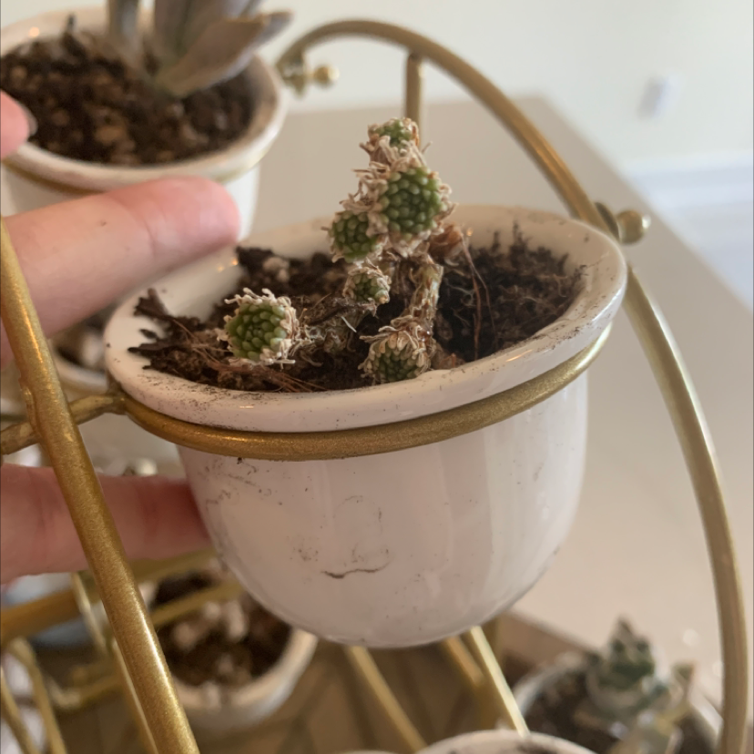 Cobweb Hens and Chicks plant in a small white pot with some dried leaves and new growth.