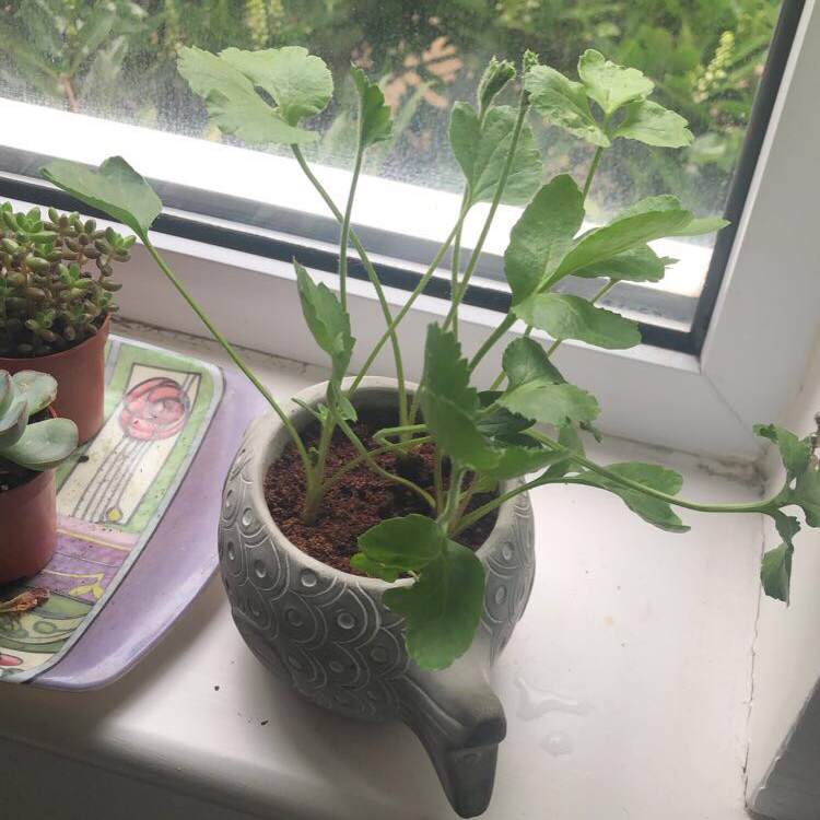 Garden Ranuncula plant in a decorative pot on a windowsill with healthy green leaves.