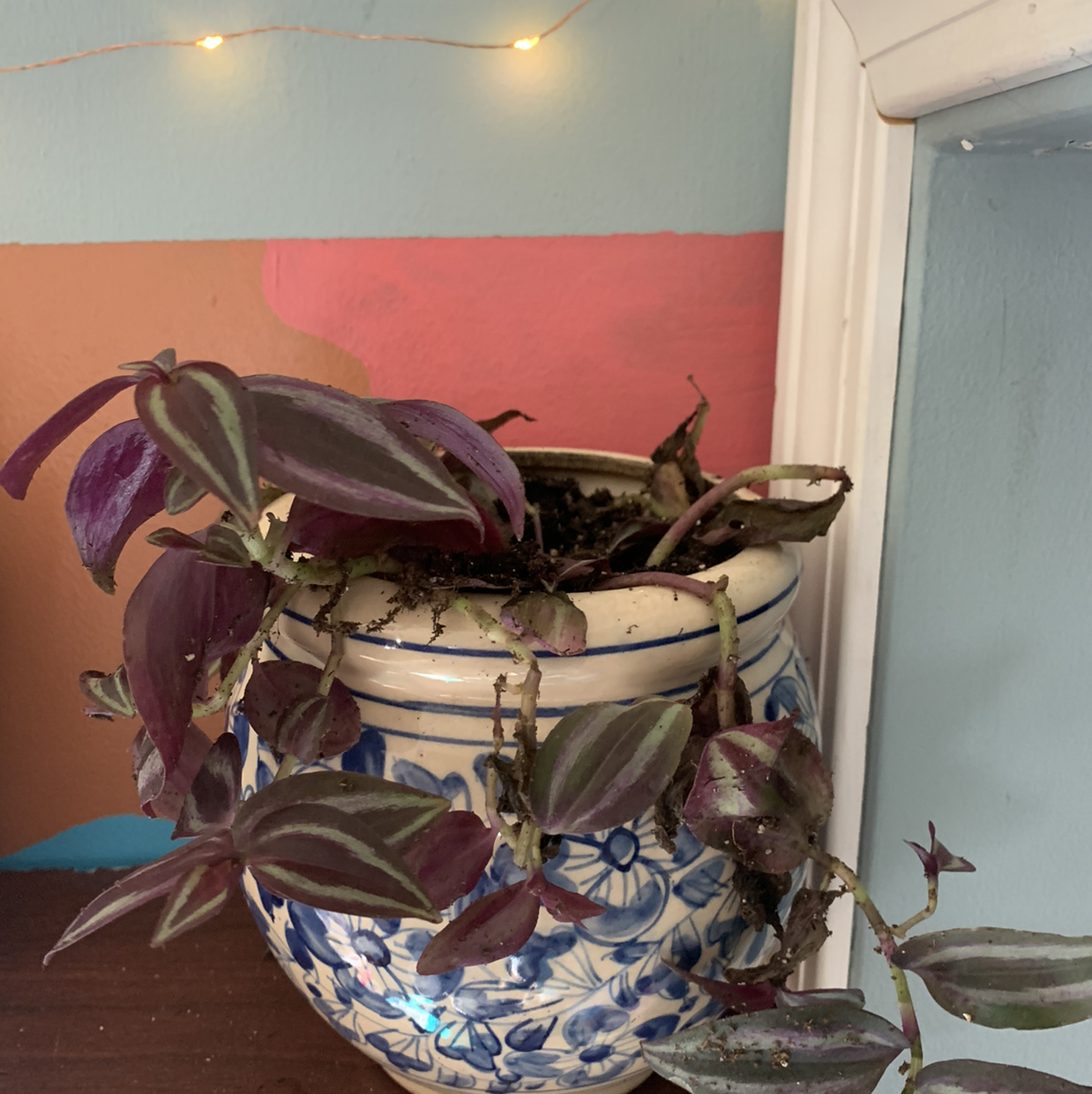 Subpar Tradescantia zebrina in blue pot with yellowing and browning leaves on colorful surface