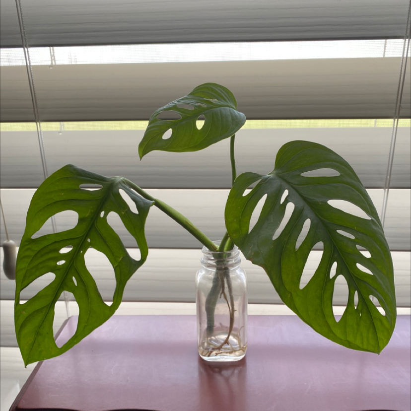 Monstera adansonii 'Laniata' plant with three fenestrated leaves in a clear glass jar.