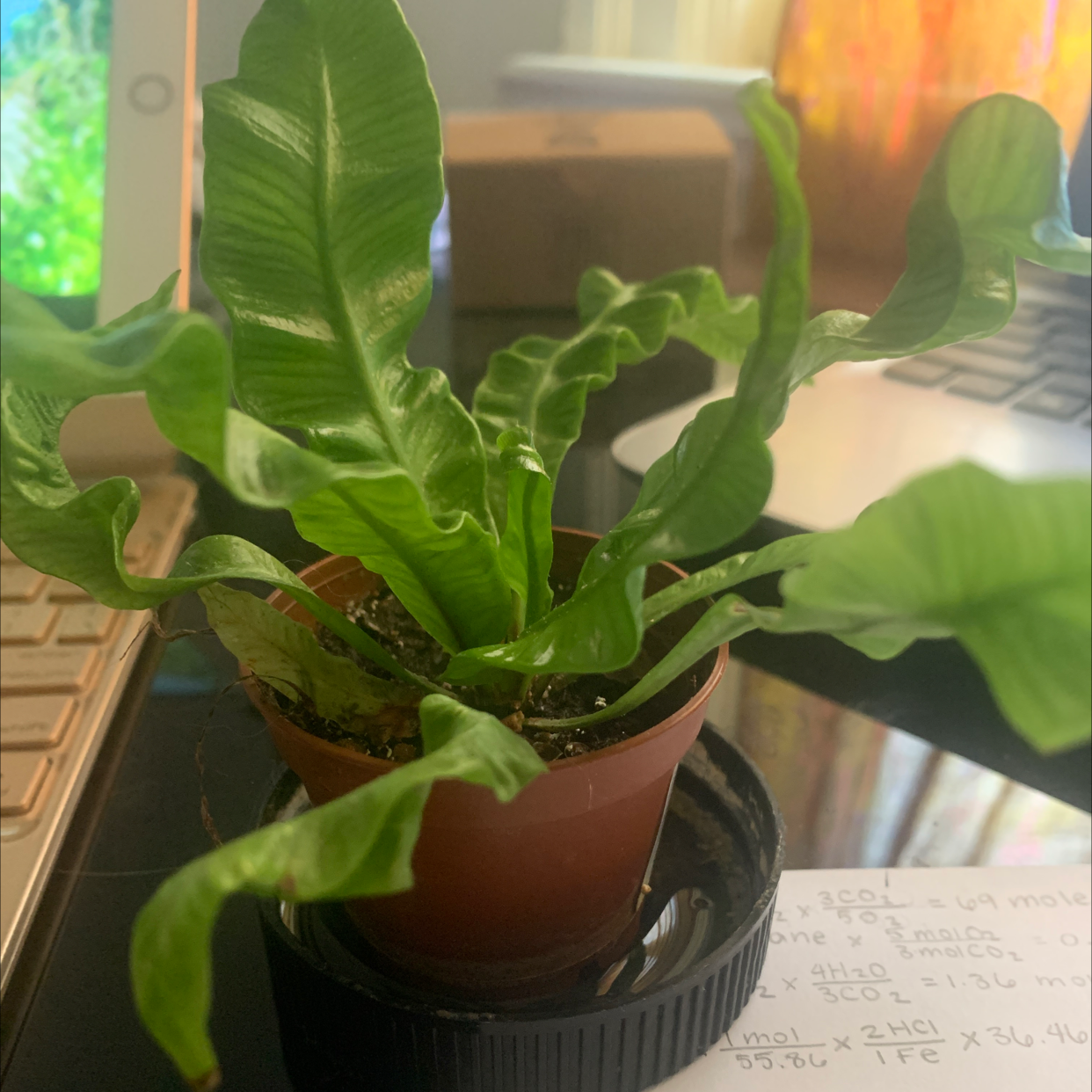 Bird's Nest Fern plant photo by Chase named Is this a real plant on Greg, the plant care app.