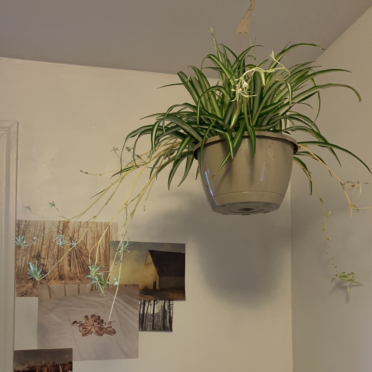 Spider Plant plant photo by Chase named Chad on Greg, the plant care app.