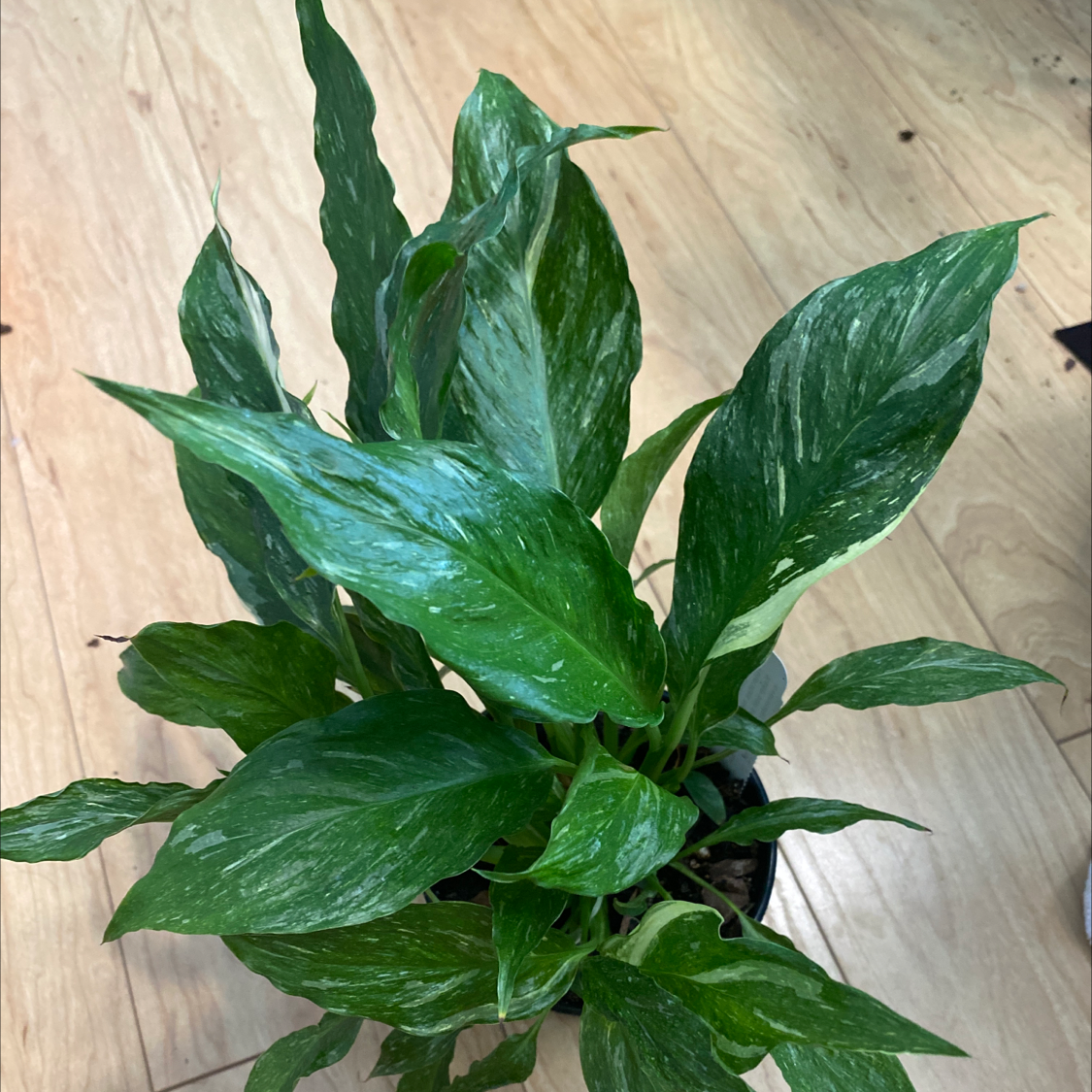 Domino Peace Lily with variegated leaves in a pot, healthy appearance.