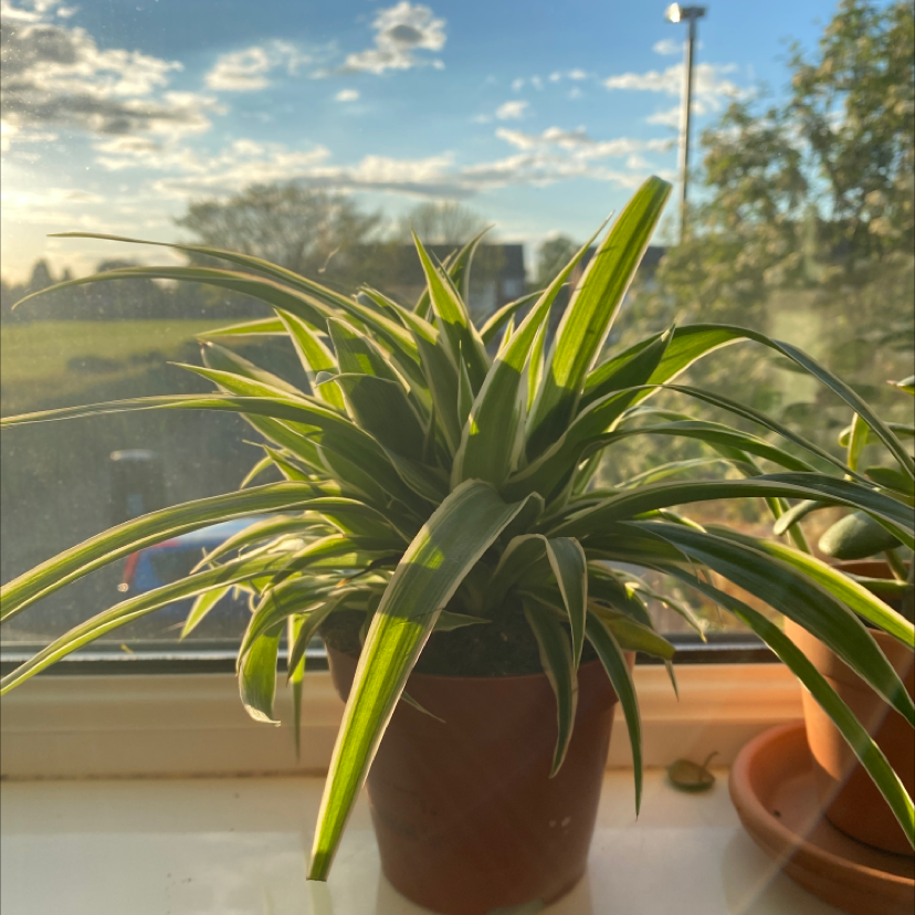 Spider Plant plant photo by @emilyknight named Steven on Greg, the plant care app.