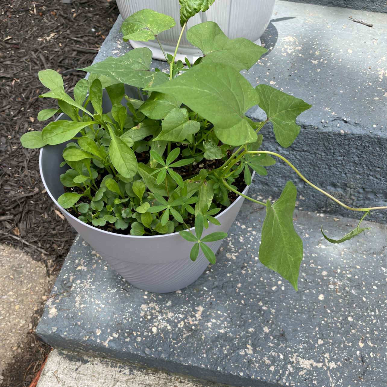 Potted Common Morning Glory plant on steps, with heart-shaped leaves.