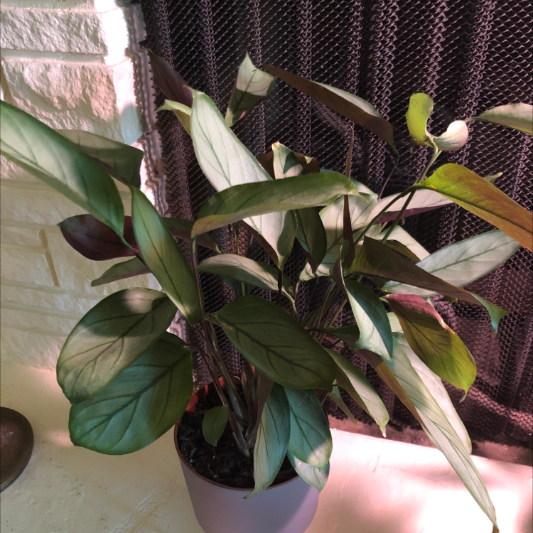 Never Never Ctenanthe plant photo by Isabelle named Beyonce + Jay-Z on Greg, the plant care app.