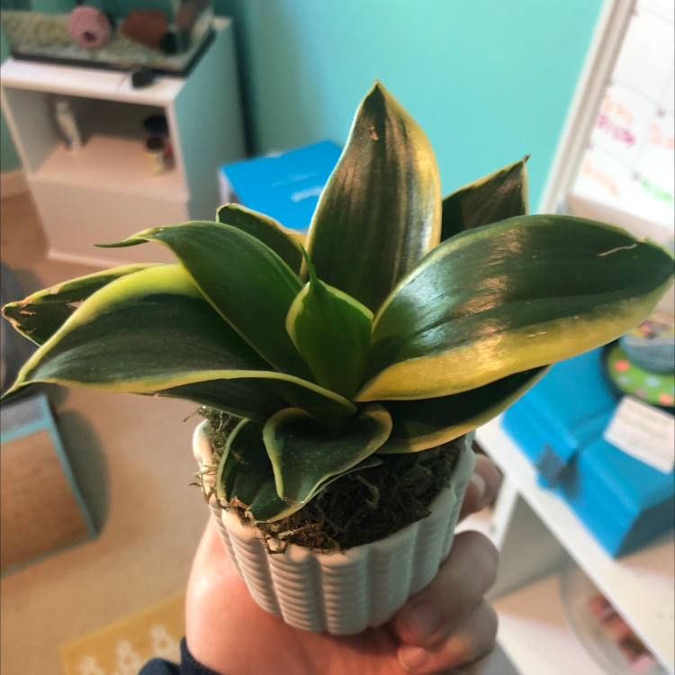 Snake Plant plant photo by Isabelle named Brooke on Greg, the plant care app.