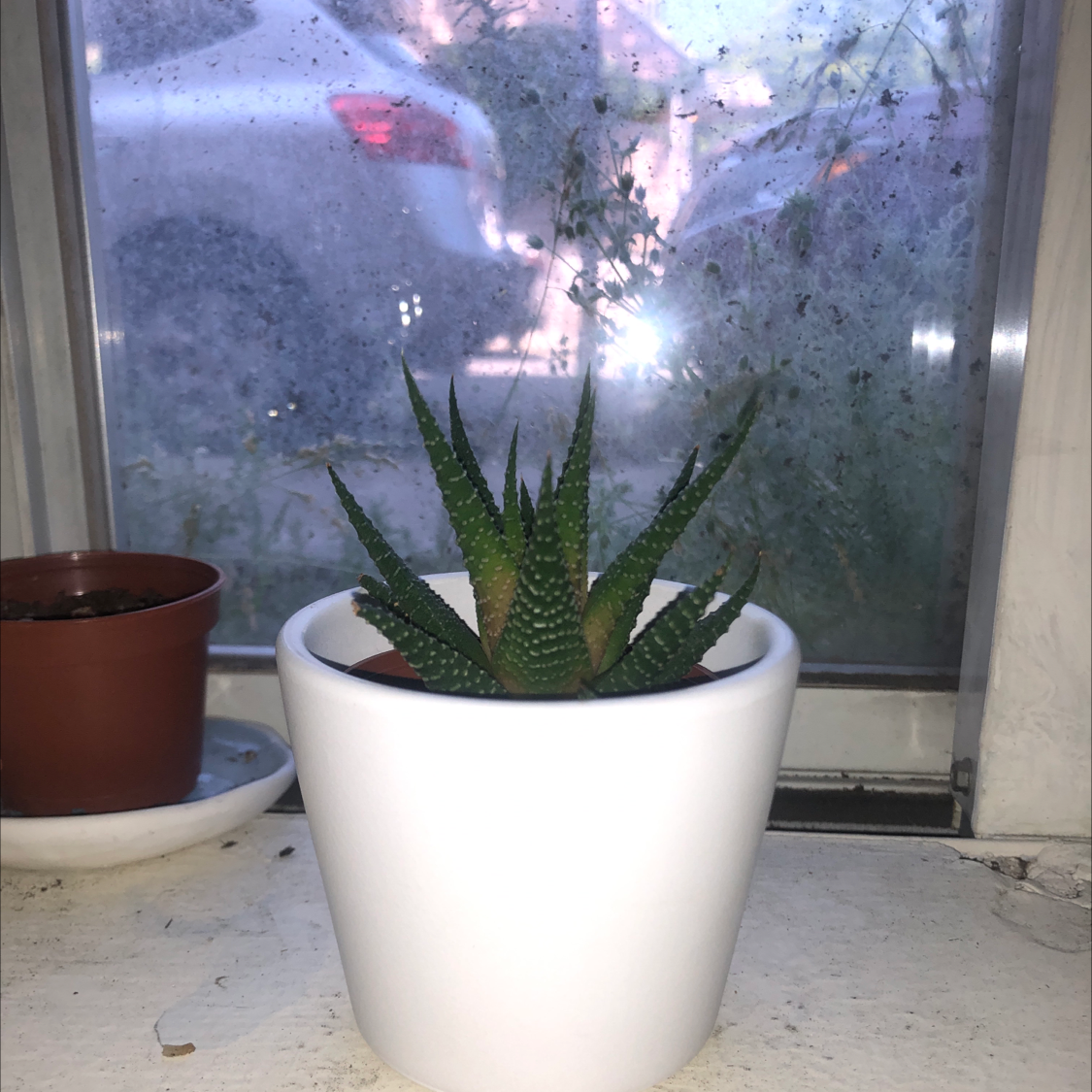Zebra Plant plant photo by Ashley named pokie on Greg, the plant care app.