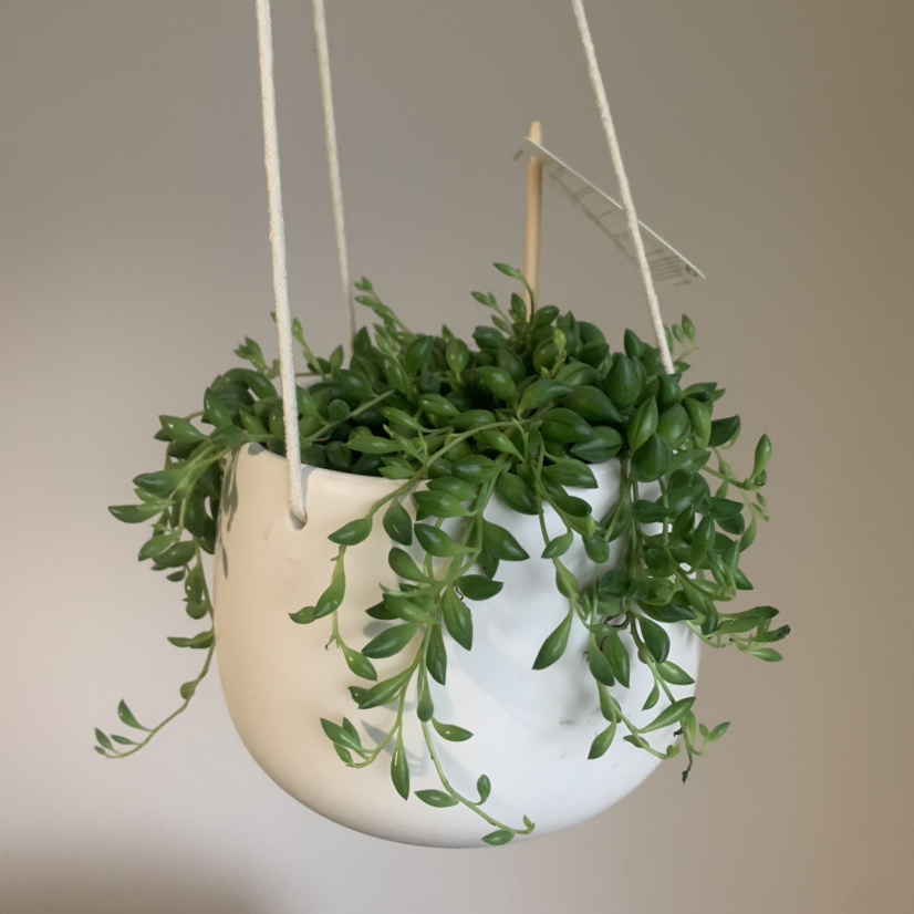 Photo of the plant species String of Watermelons by @Beckyykceb named Elia on Greg, the plant care app