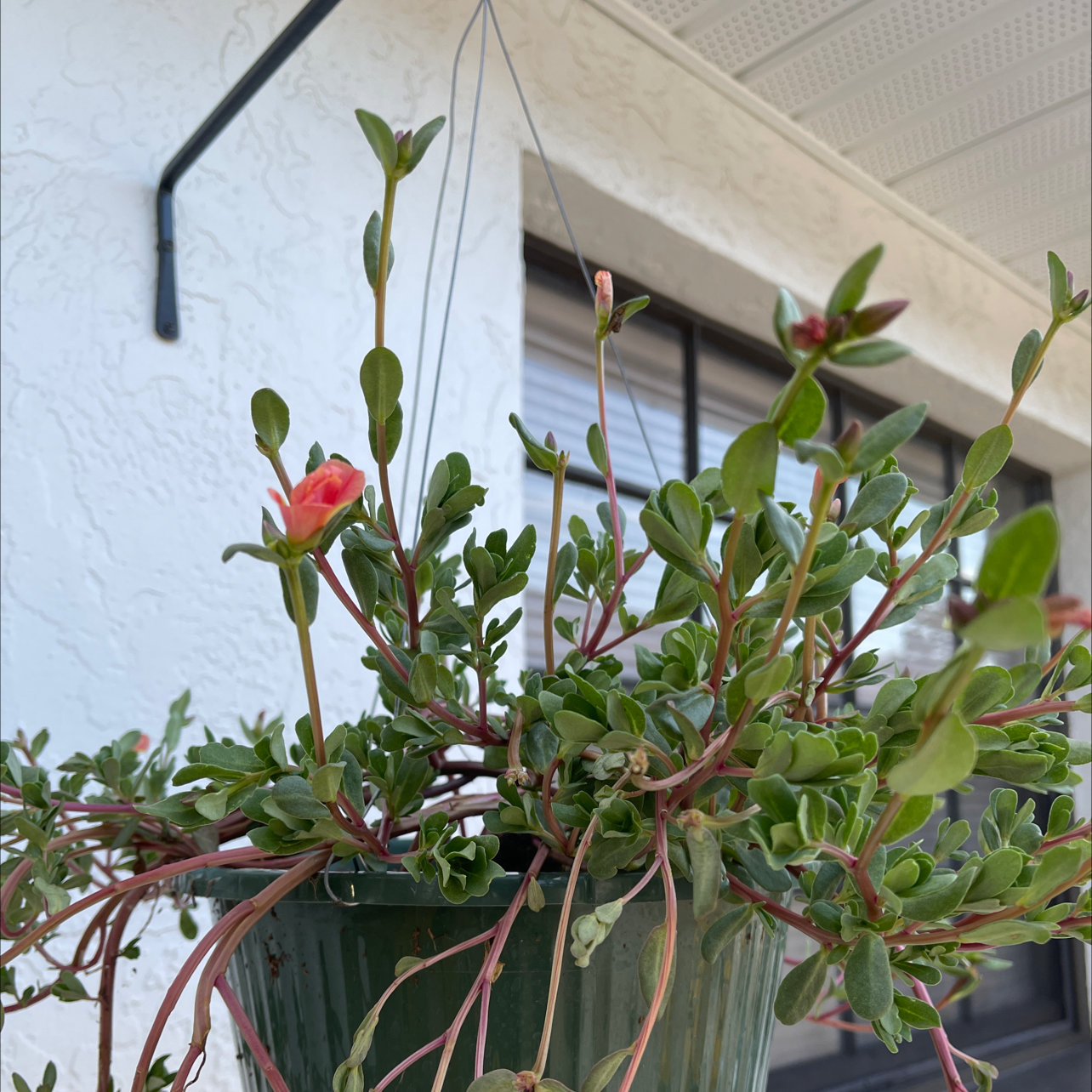 Hanging Wingpod Purslane plant with green leaves and flowers, against a building wall and window.