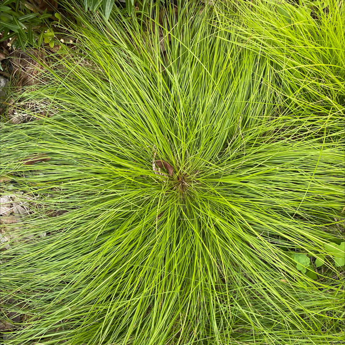 Photo of the plant species Prairie Dropseed by Peter named Your plant on Greg, the plant care app