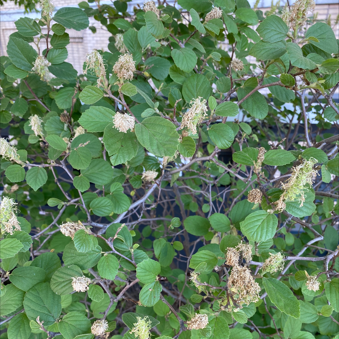 Photo of the plant species Linden Viburnum by Peter named Your plant on Greg, the plant care app