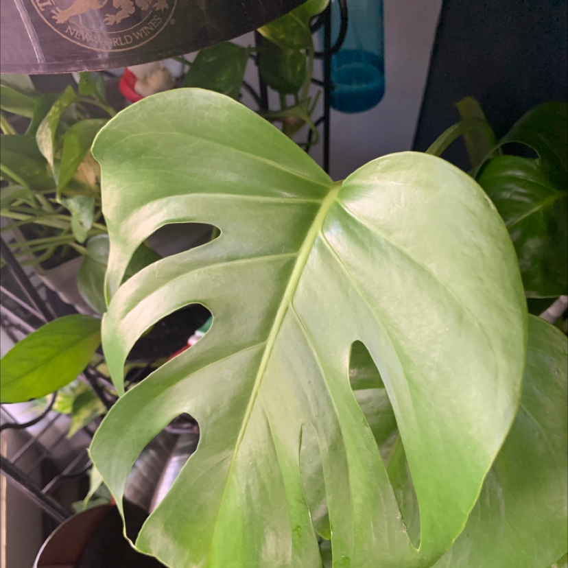 Monstera plant photo by @Perlasparadise named Amadita on Greg, the plant care app.