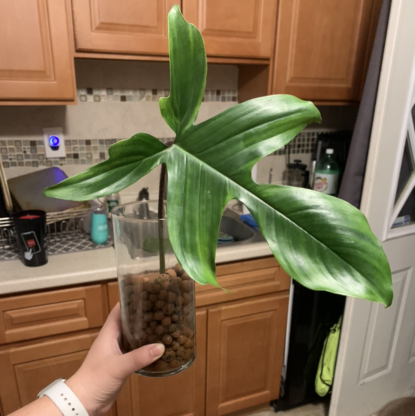 Philodendron 'Florida Ghost' plant in a glass container with LECA, held by a hand.