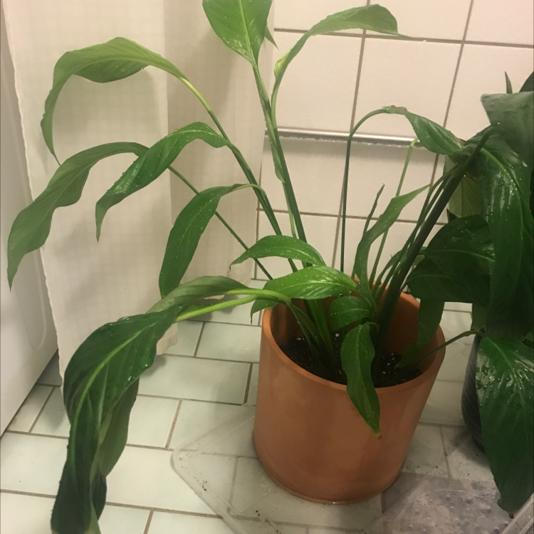 Potted Platinum Mist Peace Lily with healthy green leaves, slightly drooping, placed indoors on a tiled surface.