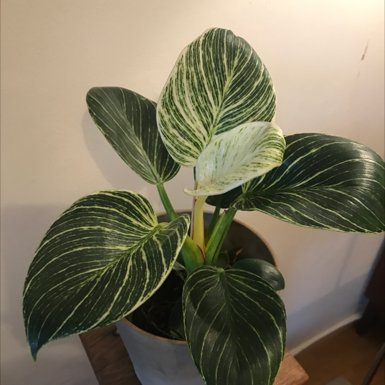 Philodendron 'White Princess' with variegated leaves in a pot, appearing healthy.