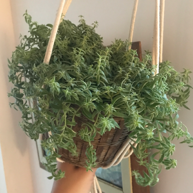 Hanging basket with a healthy Jenny's Stonecrop plant, vibrant green leaves.
