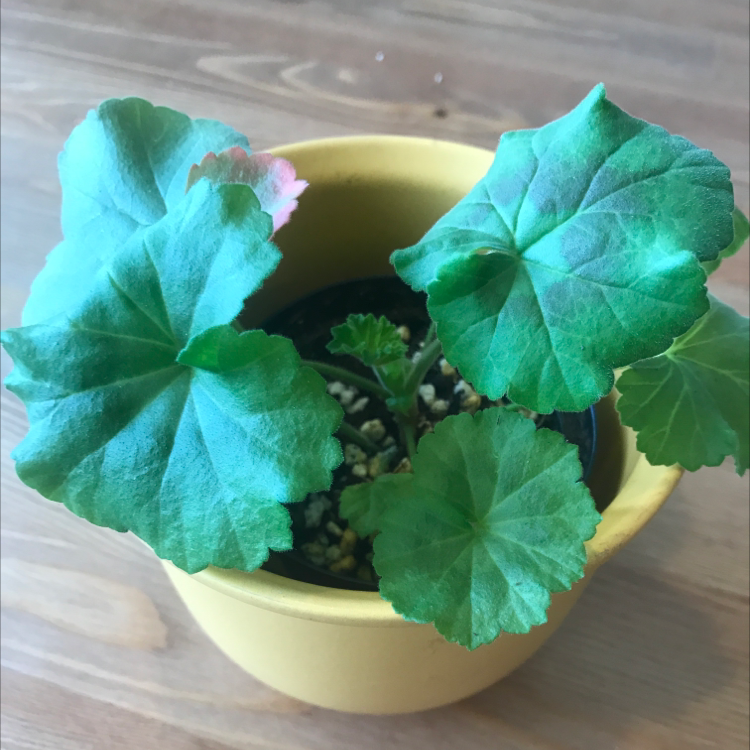 Photo of the plant species Zonale Geranium by @Laranmatta named Pelagonia x2 on Greg, the plant care app