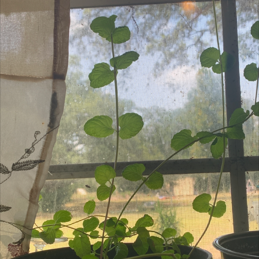 Potted Apple Mint plant with round green leaves near a window.
